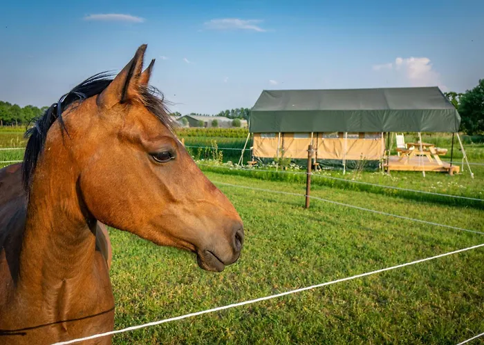 Glamping Hoeve Klein Haneveld * Sint-Oedenrode